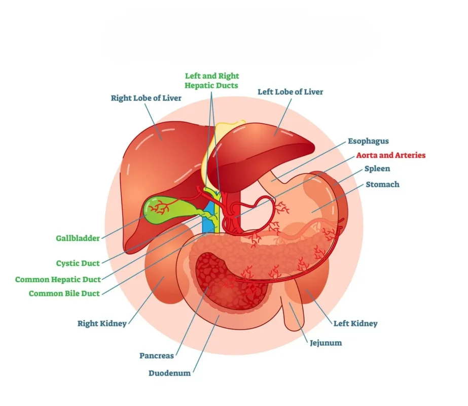 Biliary System